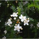 오스테오인 이미지