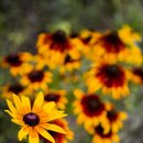 청솔가든 이미지