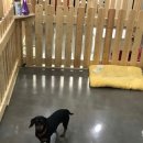 땅콩애견놀이터 이미지