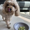 와글리 | 🐶와글리 기능성 수제 간식체험단 후기🐶