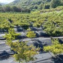 그린농장2 이미지