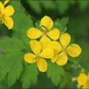 대관령마루길 이미지