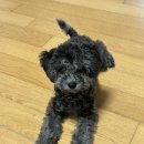 업밥(up bab) | [리틀포우] 리얼 오븐베이크 프로틴업 에어드라이 강아지사료 후기