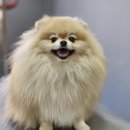 애견미용실 몽 이미지