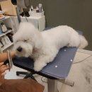 퍼피블랑 이미지