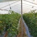 토마토인터넷 이미지