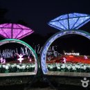 매일메밀