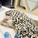 강남고양이 분양 히어로펫 이미지
