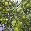 뜨락풍경 이미지