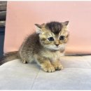 행복한강아지와고양이 이미지