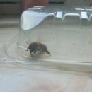 여왕벌PC 이미지