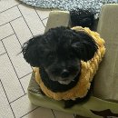 호빵펫살롱 이미지