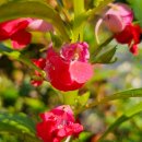 봉숭아손톱 이미지