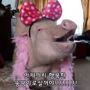 경주육회 이미지