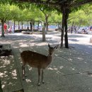 신사-110 | 히로시마 여행 필수 코스 | 미야지마 이츠쿠시마 신사 후기