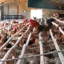 박씨농장 2 이미지