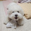 피자보틀 이미지