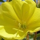 소리나팔꽃 이미지