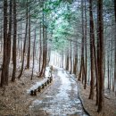 축령산아침 | "편백 냄새에 기분이 좋아집니다" 피톤치드가 가득한 편백나무 숲이 있는 축령산