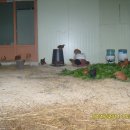 동양평농원 이미지