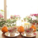 예쁜커피나무 이미지