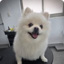 도그도담 이미지