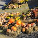 별똥농장 이미지