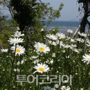 데이지 - 안동시 경북대로 328 | 데이지