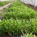 다진농장 이미지