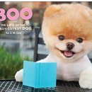 모아 dog 이미지