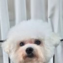 강아지 마법사 골드맘 이미지