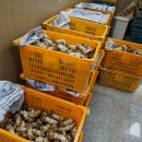 삼척송이버섯 판매 (강원도 -최저가) 이미지