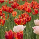 튤립 이미지
