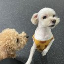 맘에든 유치원 | 김해 강아지 호텔링 후기 / 흥동 <컴피>