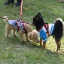 댕댕아 놀자 이미지