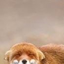 여우와여우