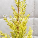 아델라농장 이미지