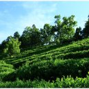 은곡다원 이미지