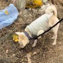 털복숭이친구들 | 2026 새해 첫 봉사 | 하남시 유기견 보호소 봉사 후기