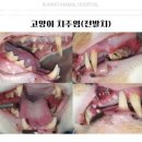 금호동물병원 이미지