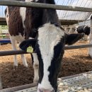 도윤목장 이미지