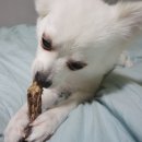 얌얌하개 | 울산뼈간식전문점 얌얌하개 오래먹는 강아지치석제거간식 급여후기
