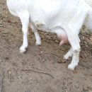 청학목장 이미지