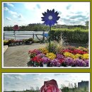 계양 아라온 국화축제.2025.10.25.(2) 이미지