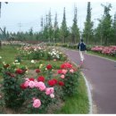 장미관문 이미지