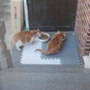 길고양이집, 만듦새 좋은 그램도그 길냥이 겨울집