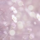 우리꽃자리 이미지