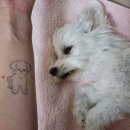 루비펫 | 루비 보내주는 길🐾ㅣ펫포레스트 감사했던 후기ㅣ반려동물 장례식장 추천ㅣ경기광주