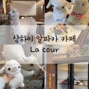 상하이 알파카 카페 La cour 톡파원 25시 상해 주소