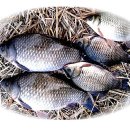 대물낚시 이미지